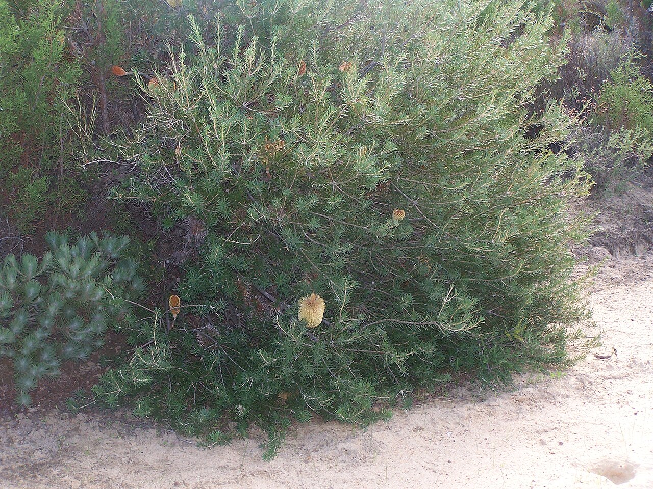 Banksia telmatiaea: Images of Banksia telmatiaea taken in the Yule Brook Reserve, Kenwick Western Australia