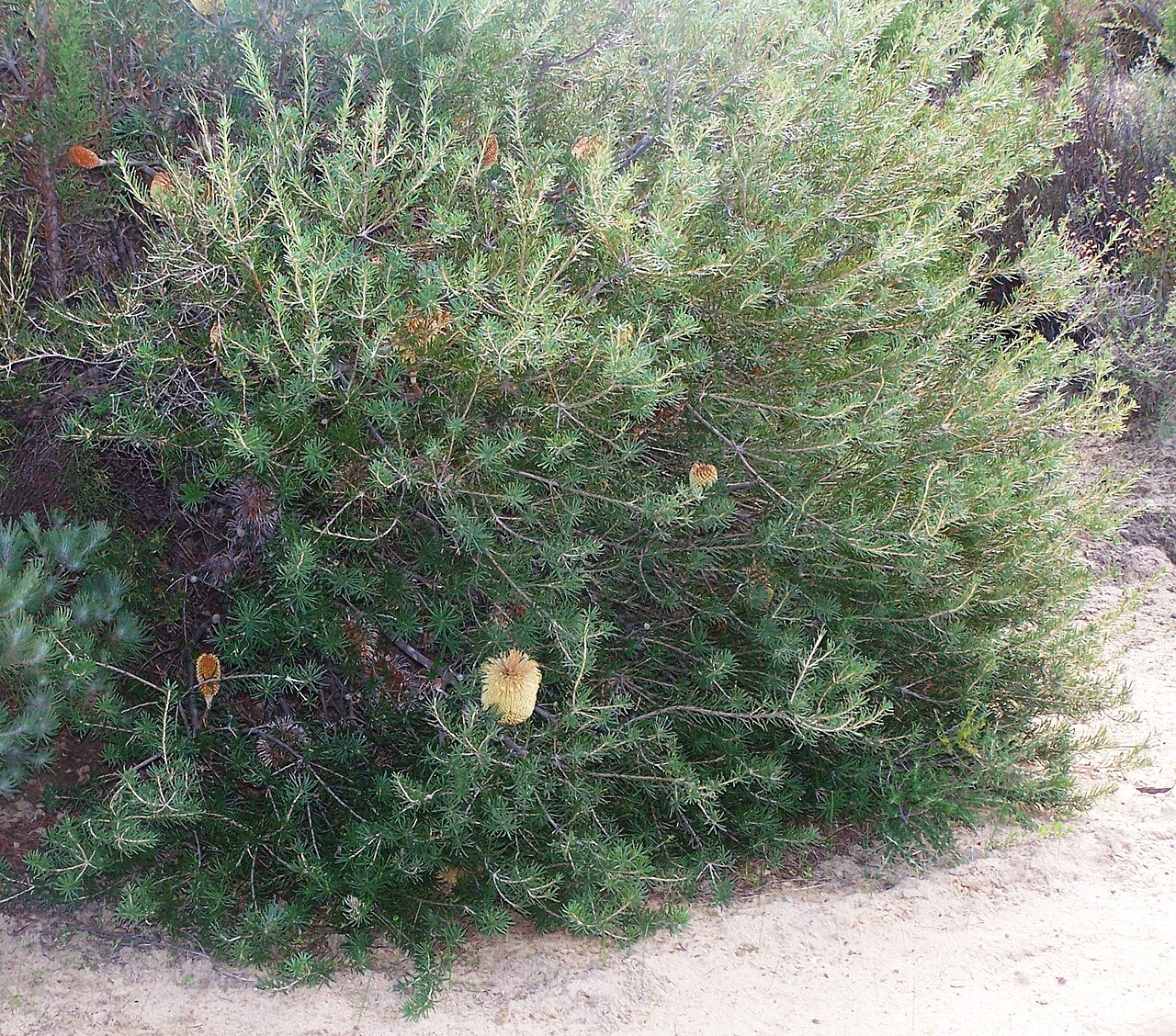 Banksia telmatiaea: This is a cropped and brightened version of Image:B telmatiaea 13 gnangarra.jpg , which was taken by Gnangarra on 14 May 2007, at the Yule Brook Botanic Reserve