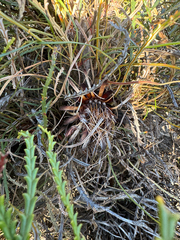 Banksia tenuis (Banksia tenuis)
