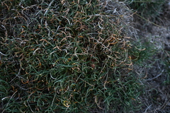 Banksia tenuis (Banksia tenuis)