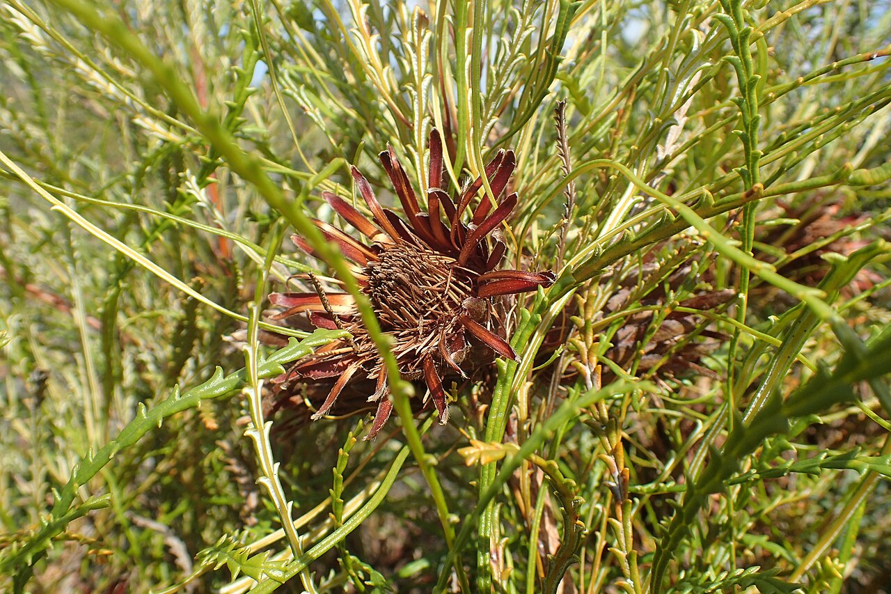 Banksia tenuis: Foliage and spent flowers of Banksia tenuis , about 30 km ENE of Jerramungup, Western Australia