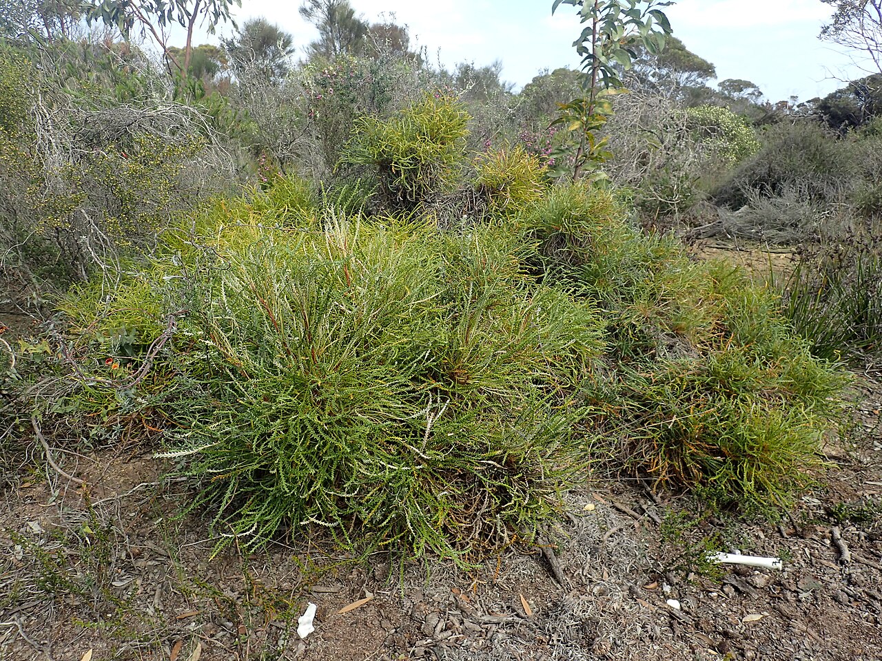 Banksia tenuis: Banksia tenuis about 30jm ENE of Jerramungup, Western Australia