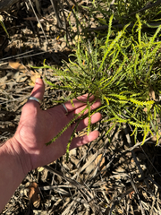 Banksia tenuis (Banksia tenuis)
