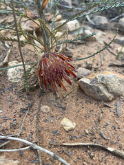 Banksia tenuis (Banksia tenuis)