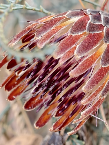 Banksia tenuis (Banksia tenuis)