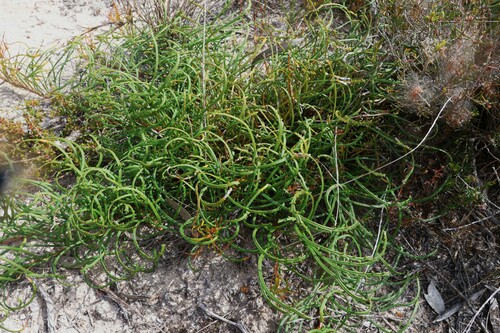 Banksia tenuis (Banksia tenuis)