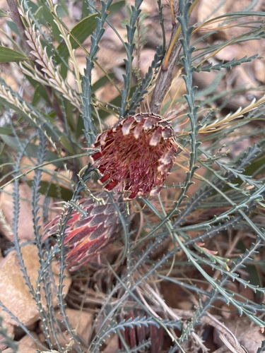 Banksia tenuis (Banksia tenuis)