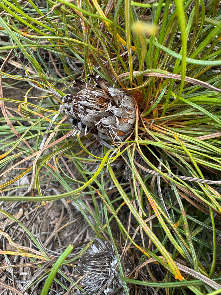 Banksia tenuis (Banksia tenuis)