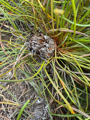 Banksia tenuis (Banksia tenuis)