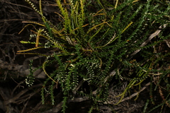 Banksia tenuis (Banksia tenuis)