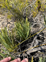 Banksia tortifolia (Banksia tortifolia)