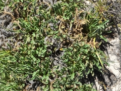 Banksia tortifolia (Banksia tortifolia)