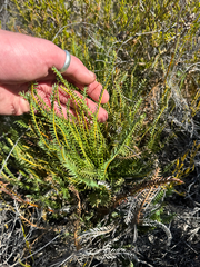 Banksia tortifolia (Banksia tortifolia)