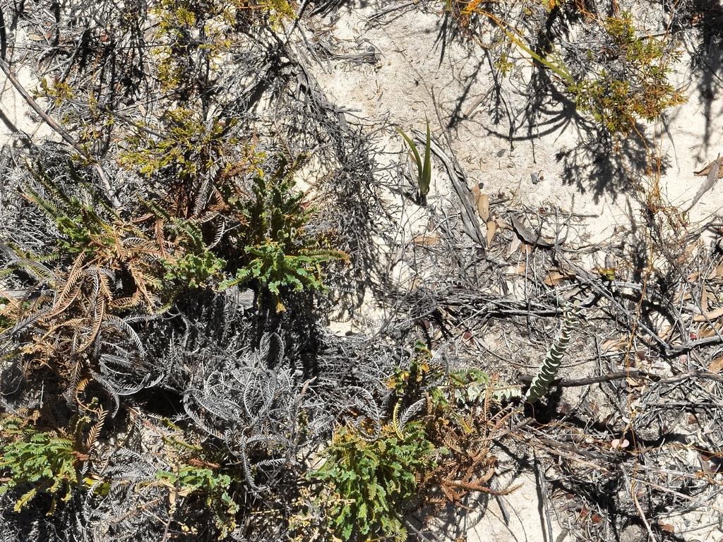 Banksia tortifolia (Banksia tortifolia)