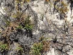 Banksia tortifolia (Banksia tortifolia)
