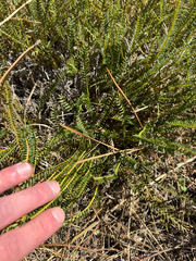 Banksia tortifolia (Banksia tortifolia)