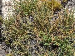 Banksia tortifolia (Banksia tortifolia)