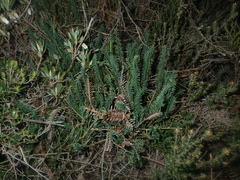Banksia tortifolia (Banksia tortifolia)