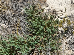Banksia tortifolia (Banksia tortifolia)