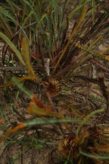 Banksia tortifolia (Banksia tortifolia)