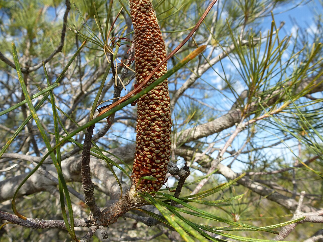 Pine banksia: Banksia tricuspis in Lesueur National Park