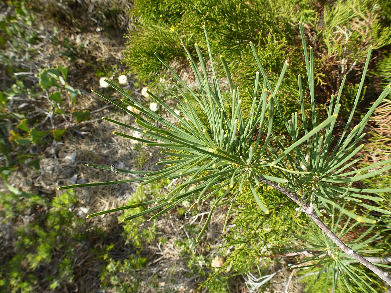 Pine banksia: Banksia tricuspis in Lesueur N.P.