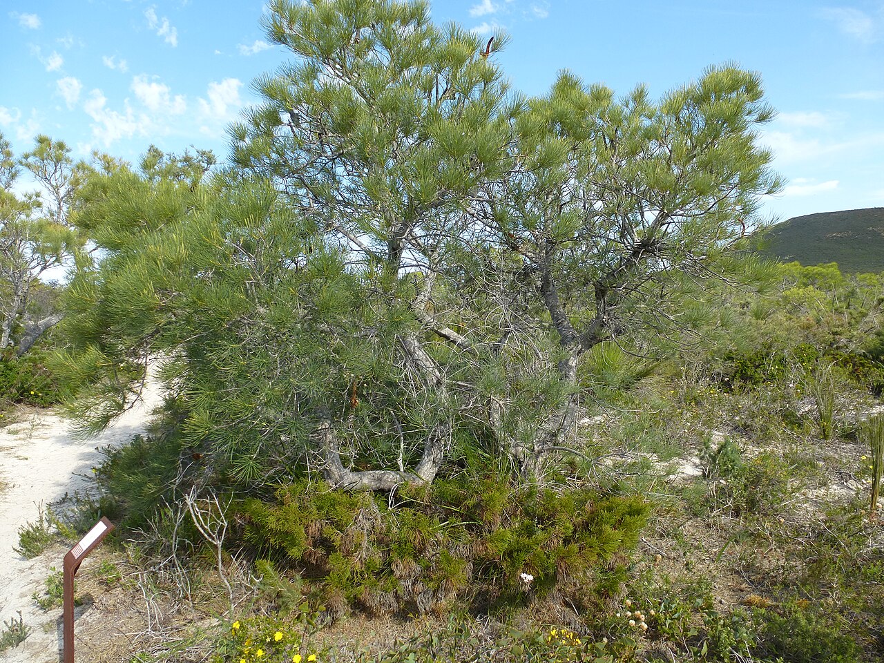 Pine banksia: Banksia tricuspis in Lesueur N.P.