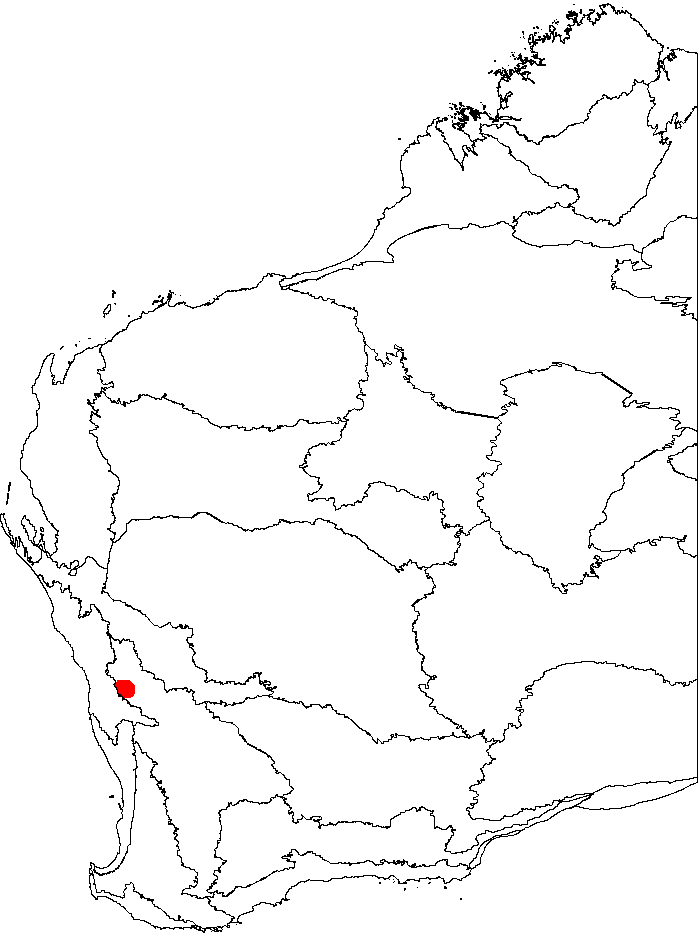 Banksia trifontinalis: This is a map of Western Australia, showing the distribution of Banksia trifontinalis (Three Springs Dryandra) on a map of the IBRA 6.1 biogeographic regions.