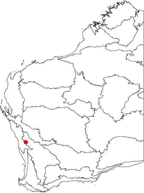 Banksia trifontinalis: This is a map of Western Australia, showing the distribution of Banksia trifontinalis (Three Springs Dryandra) on a map of the IBRA 6.1 biogeographic regions.