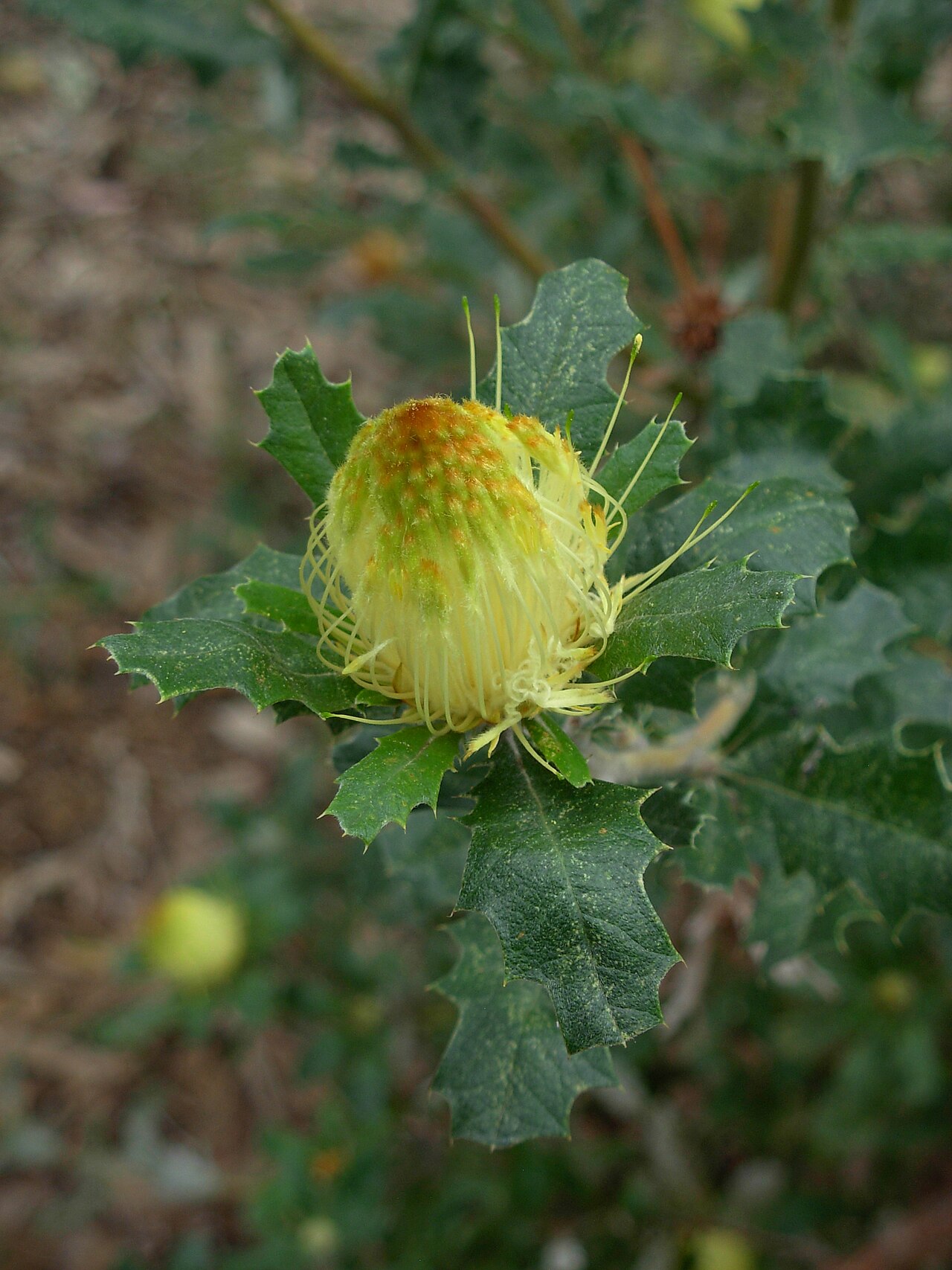 Banksia undata: Inflorescence of Banksia undata