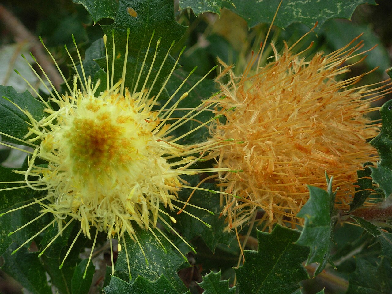 Banksia undata: Young and old inflorescences of Banksia undata (Urchin Dryandra).