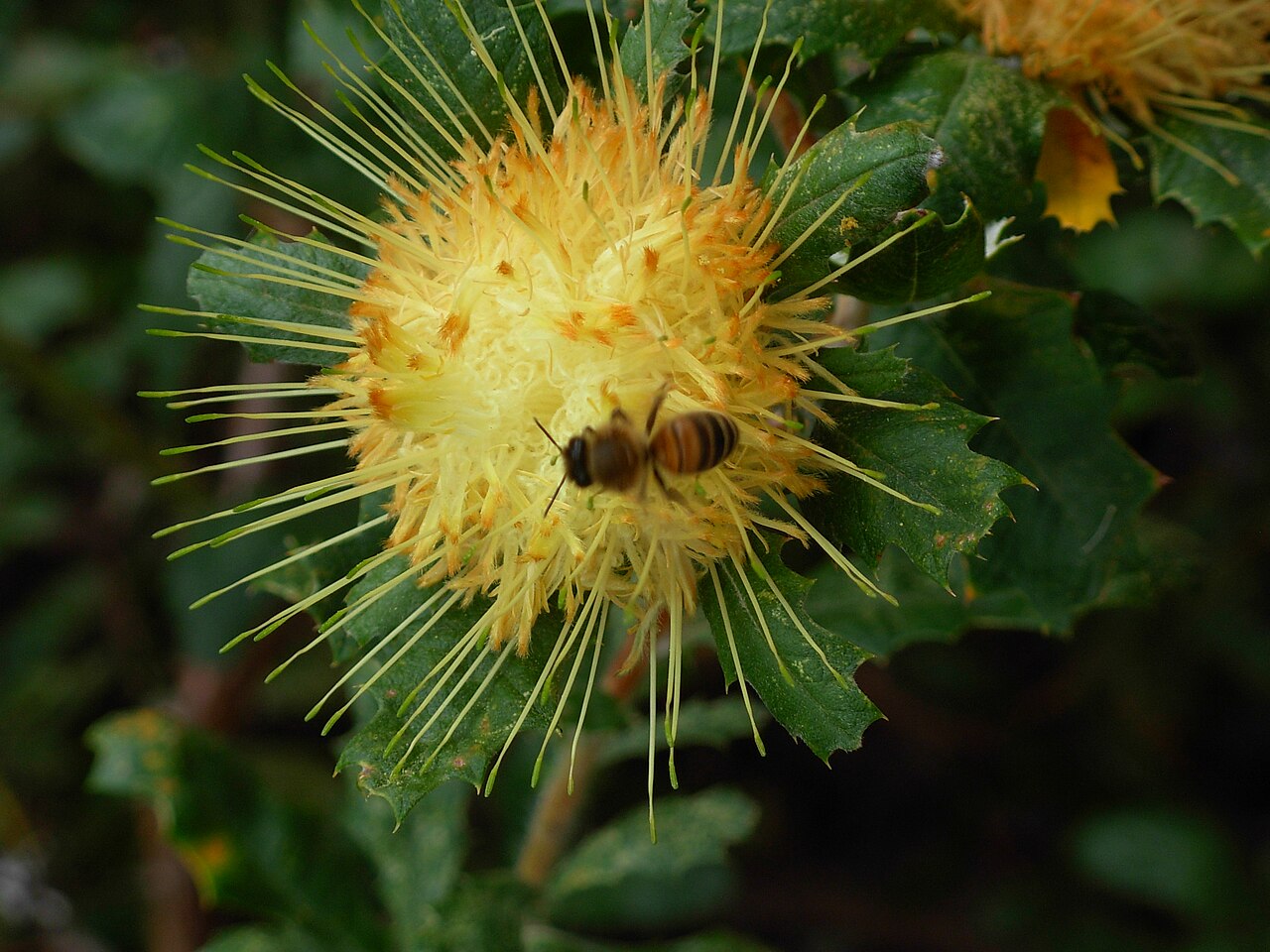 Banksia undata: Inflorescence of Banksia undata
