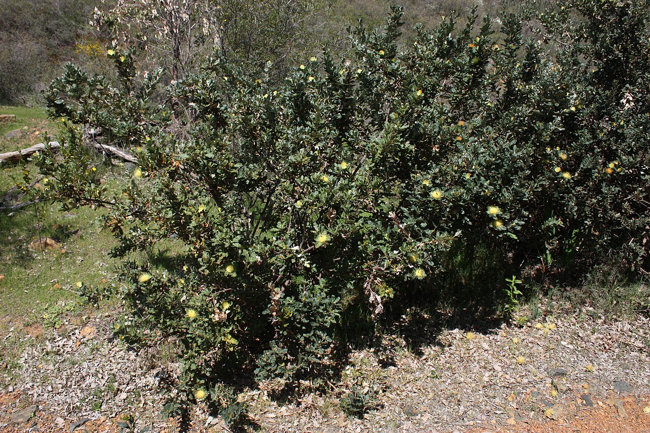 Banksia undata: Banksia undata shrub. Photo taken in Serpentine National Park