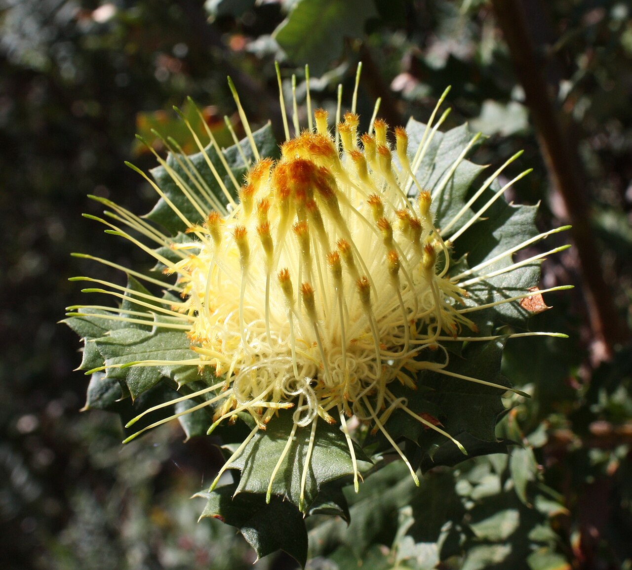 Banksia undata: Inflorescence of Banksia undata . Photo taken in Serpentine National Park