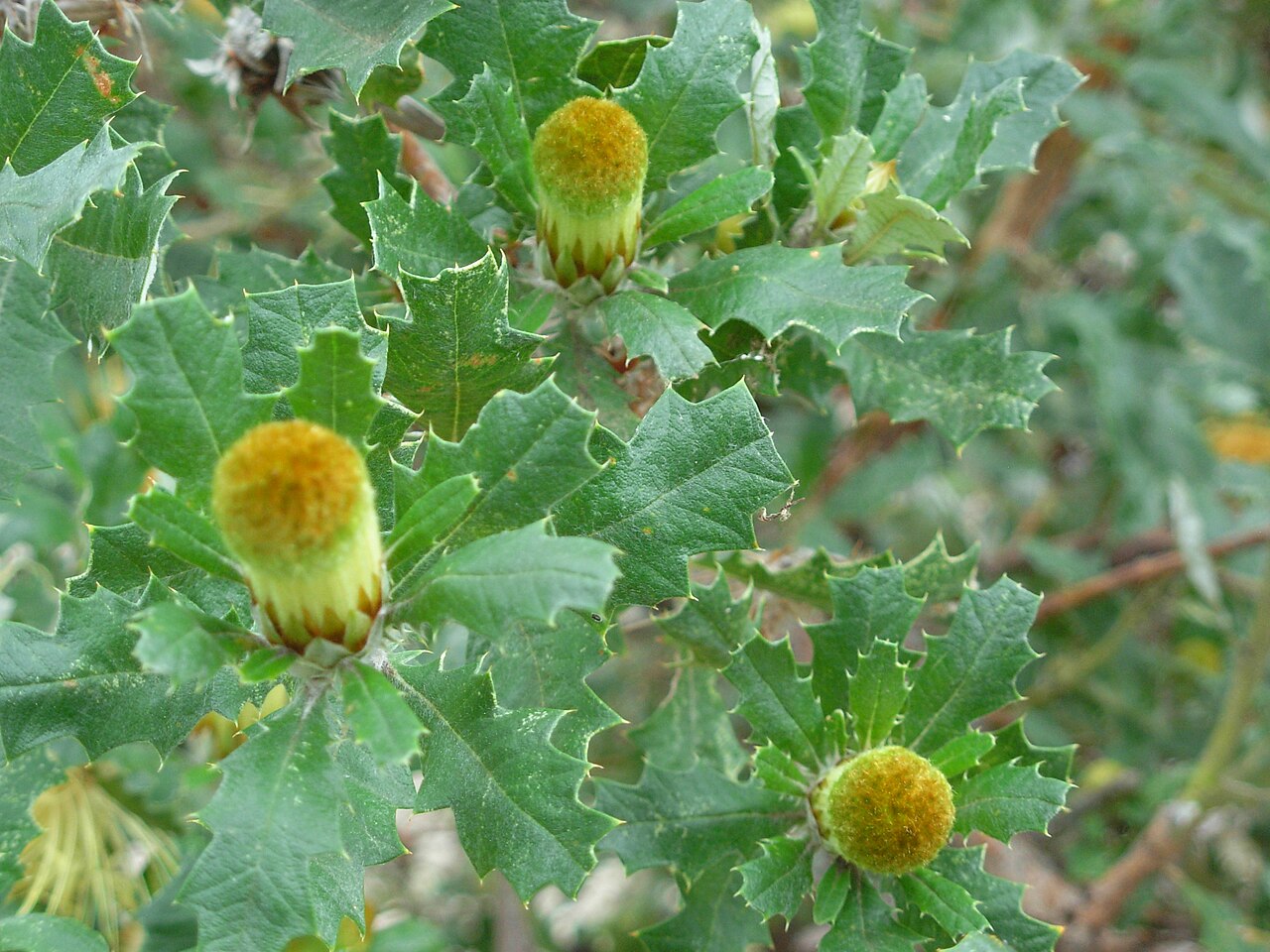 Banksia undata: Leaves and early buds of Banksia undata (Urchin Dryandra).