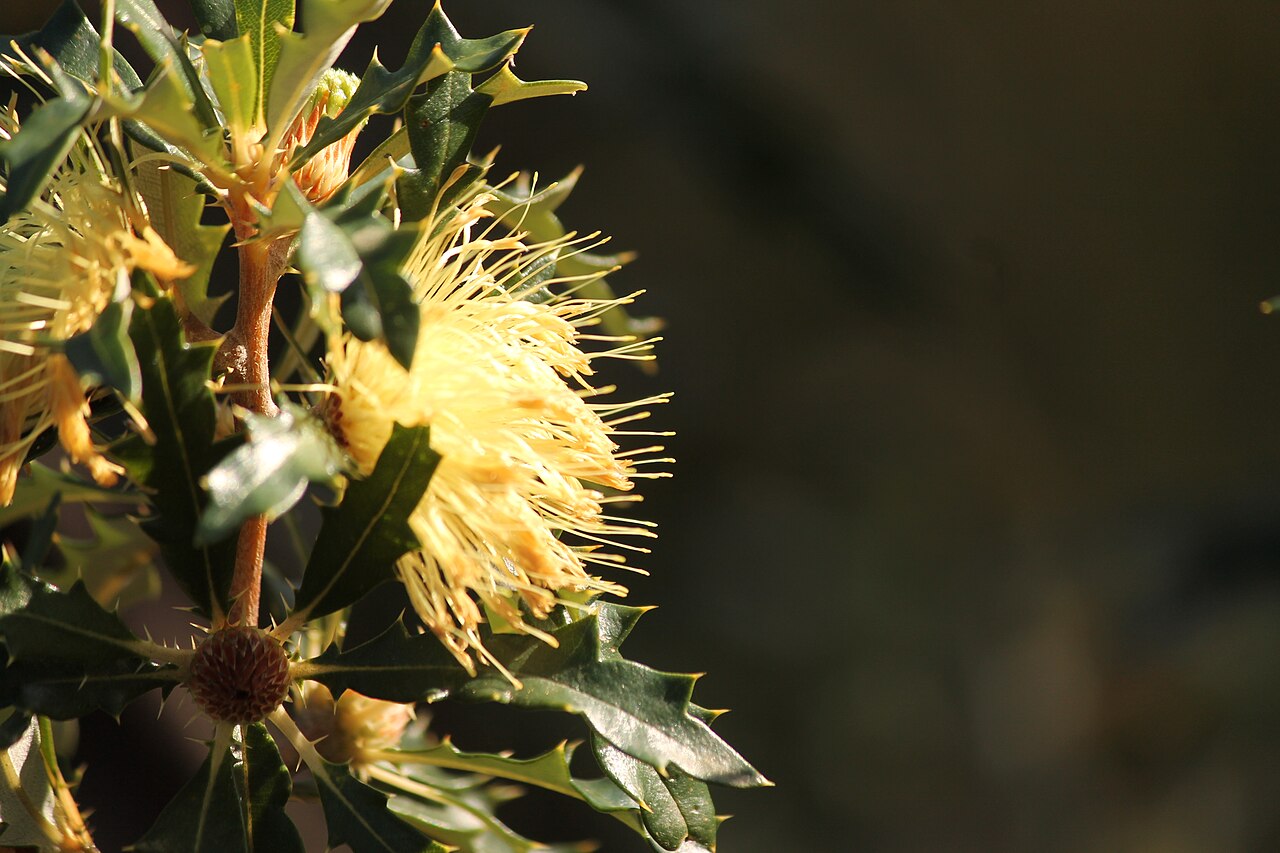 Banksia undata: w:Banksia undata flower after heavy rain