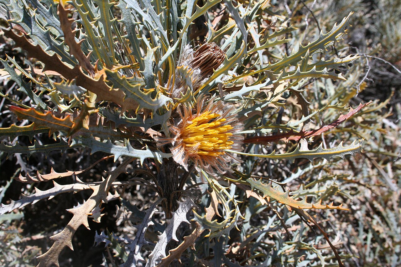 Banksia vestita: Banksia vestita (= Dryandra vestita ), Charles Gardner Nature Reserve