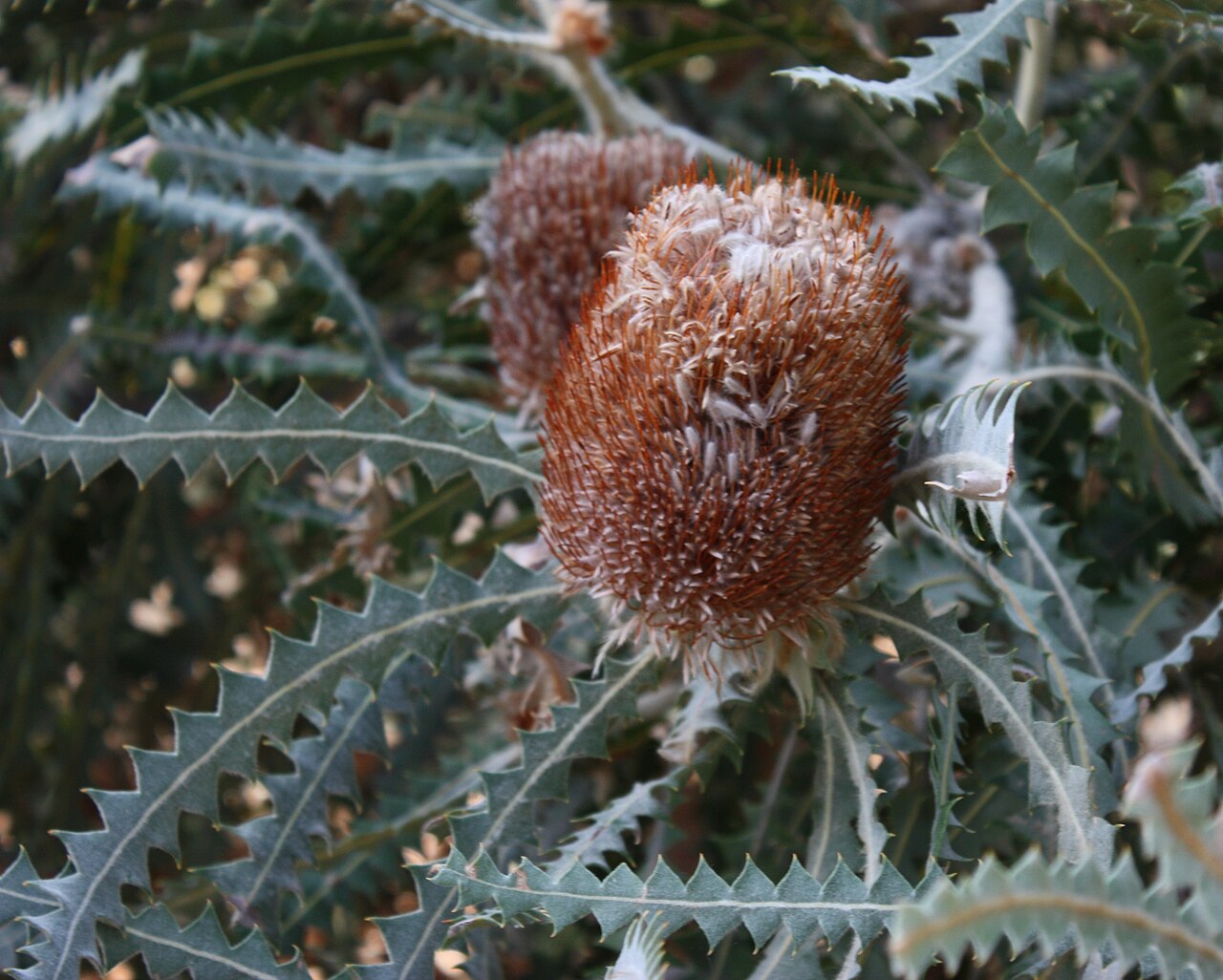 Banksia victoriae: Inflorescence and foliage of Banksia victoriae , in cultivation, Kings Park, Perth, Western Australia
