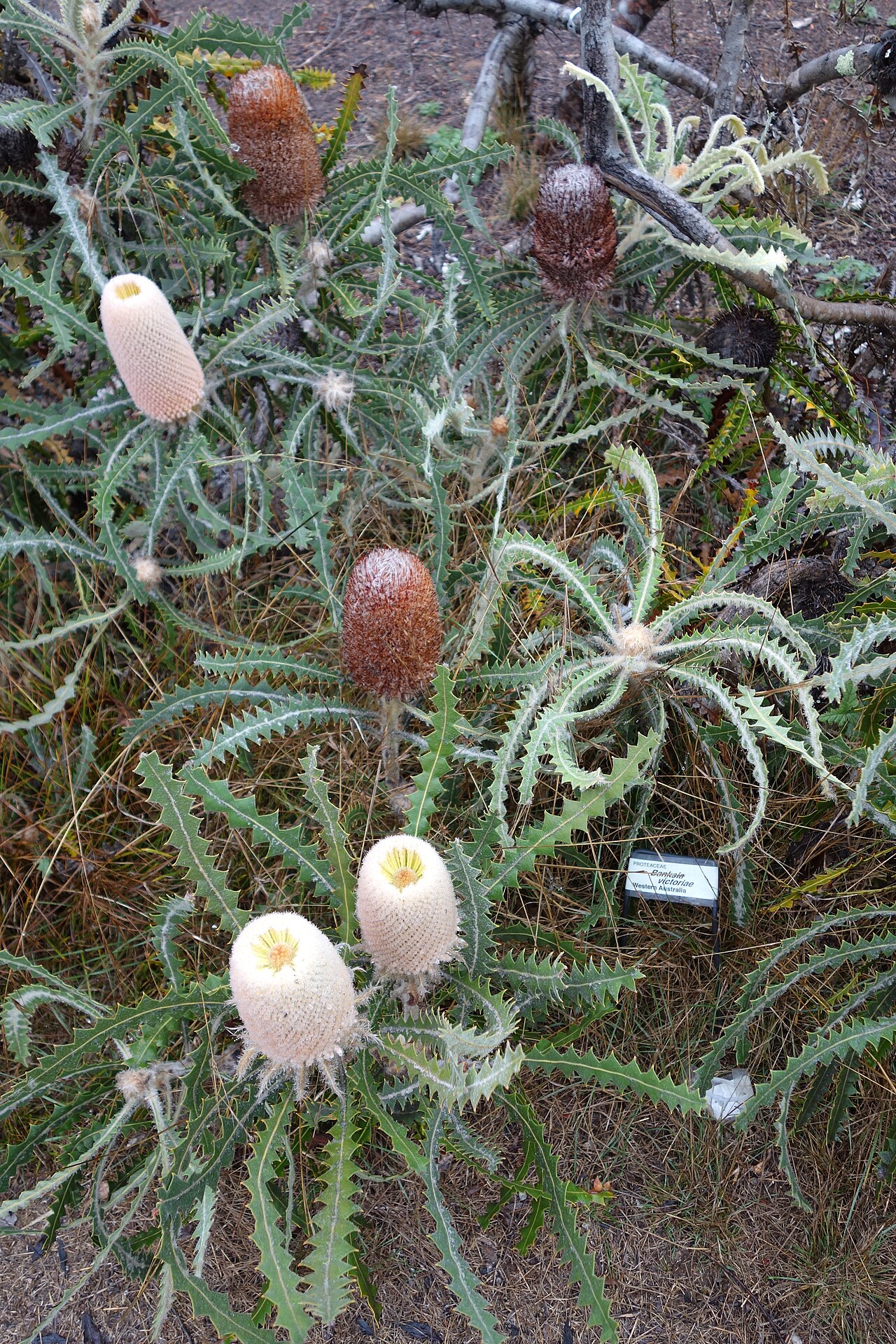 Banksia victoriae: Botanical specimen in the UC Santa Cruz Arboretum at the University of California, Santa Cruz - 1156 High Street, Santa Cruz, California, USA.