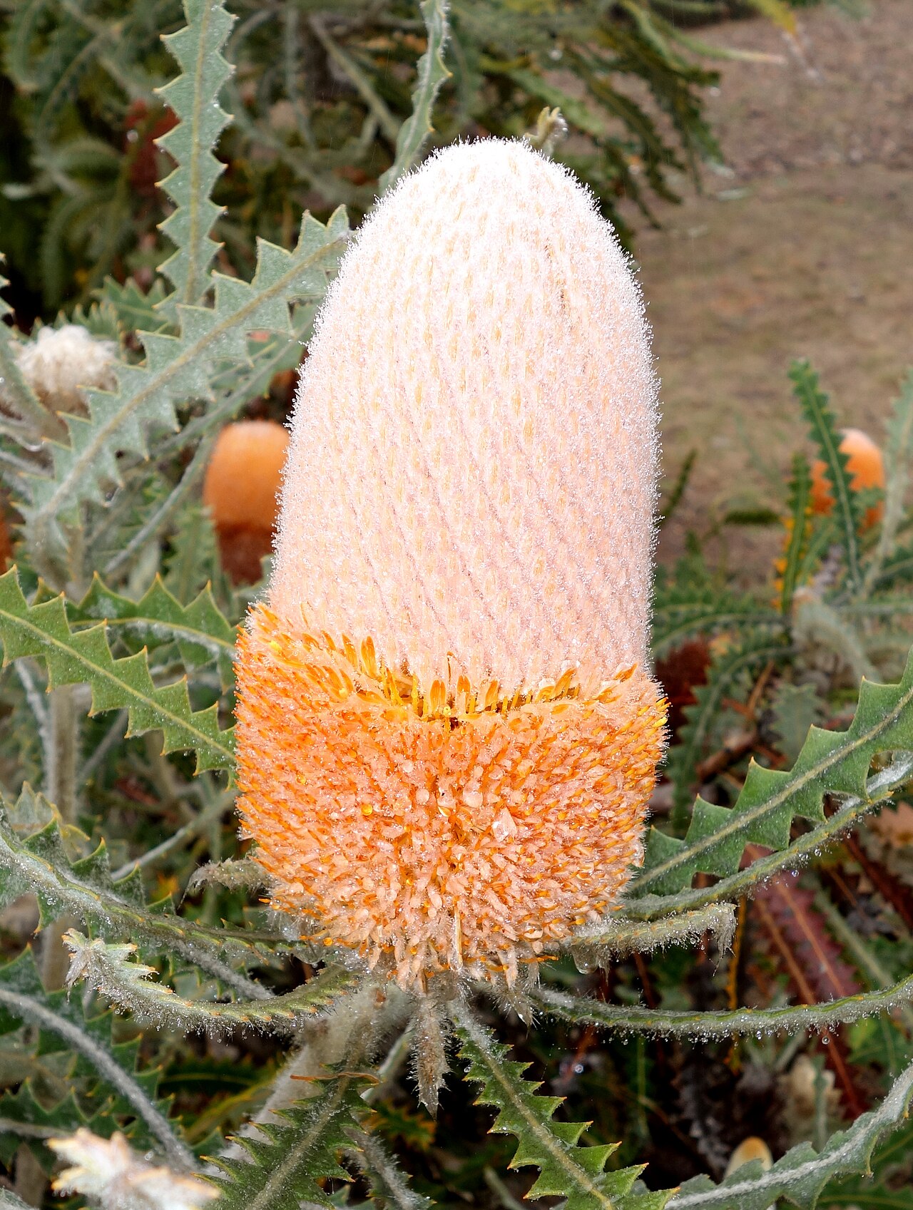 Banksia victoriae: Botanical specimen in the UC Santa Cruz Arboretum at the University of California, Santa Cruz - 1156 High Street, Santa Cruz, California, USA.