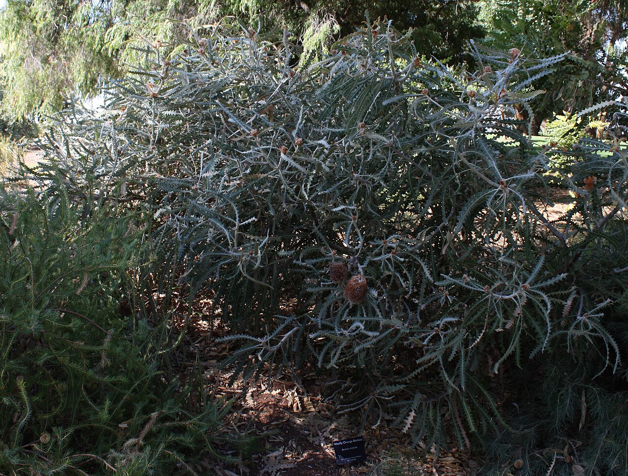Banksia victoriae: Banksia victoriae , in cultivation, Kings Park, Perth, Western Australia
