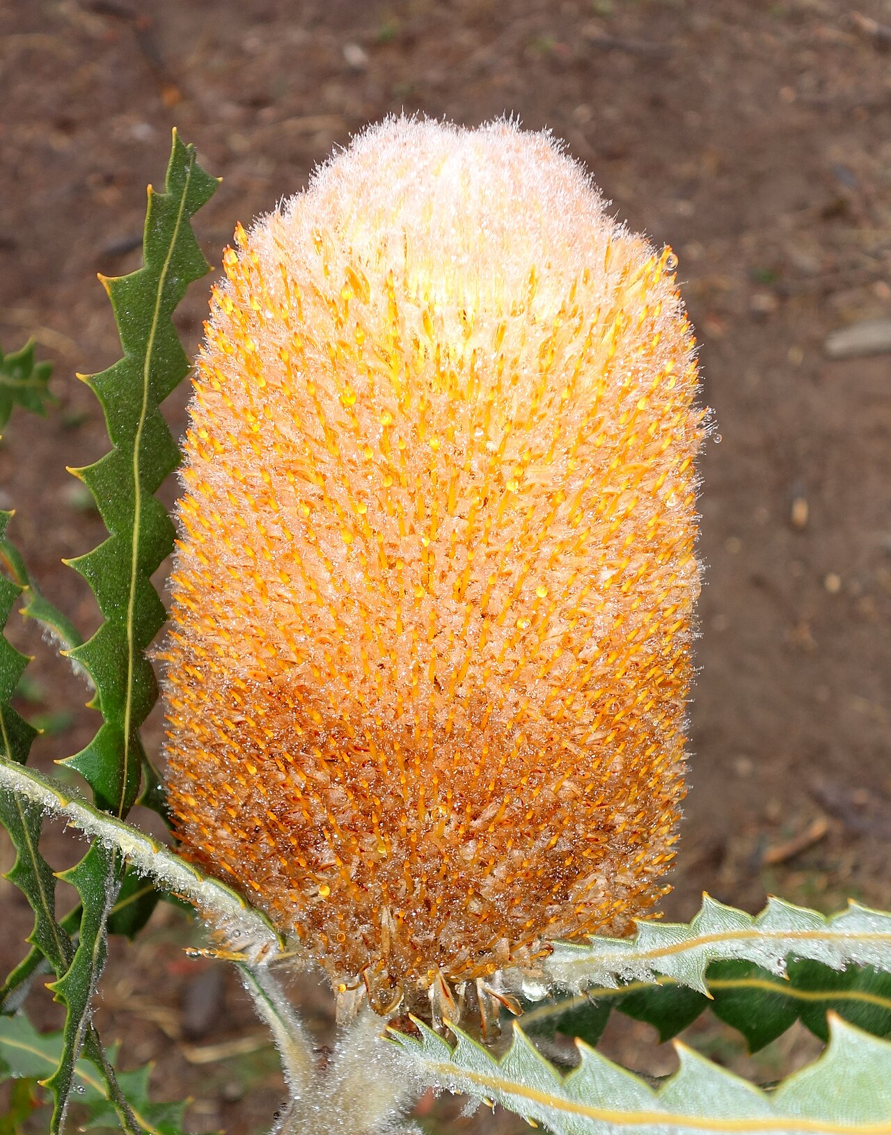 Banksia victoriae: Botanical specimen in the UC Santa Cruz Arboretum at the University of California, Santa Cruz - 1156 High Street, Santa Cruz, California, USA.
