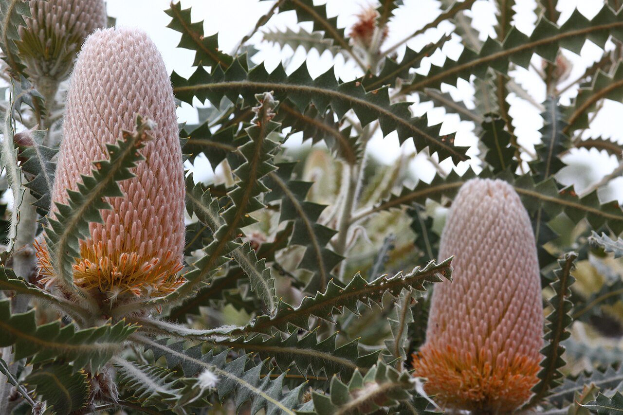Banksia victoriae: Banksia victoriae at Kings Parks, Perth