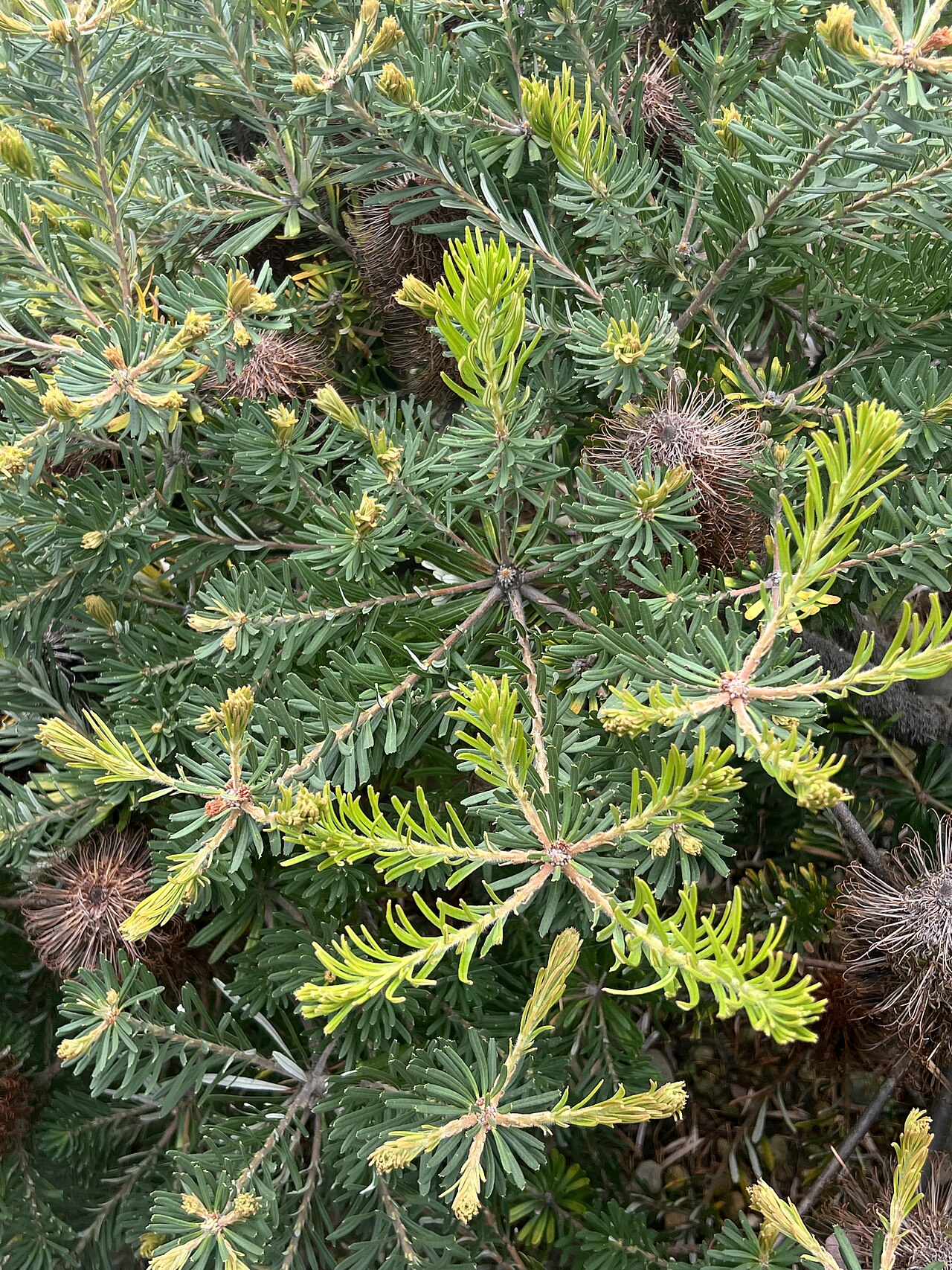 Banksia vincentia: Banksia vincentia cultivated plant growing in the Australian National Botanic Gardens
