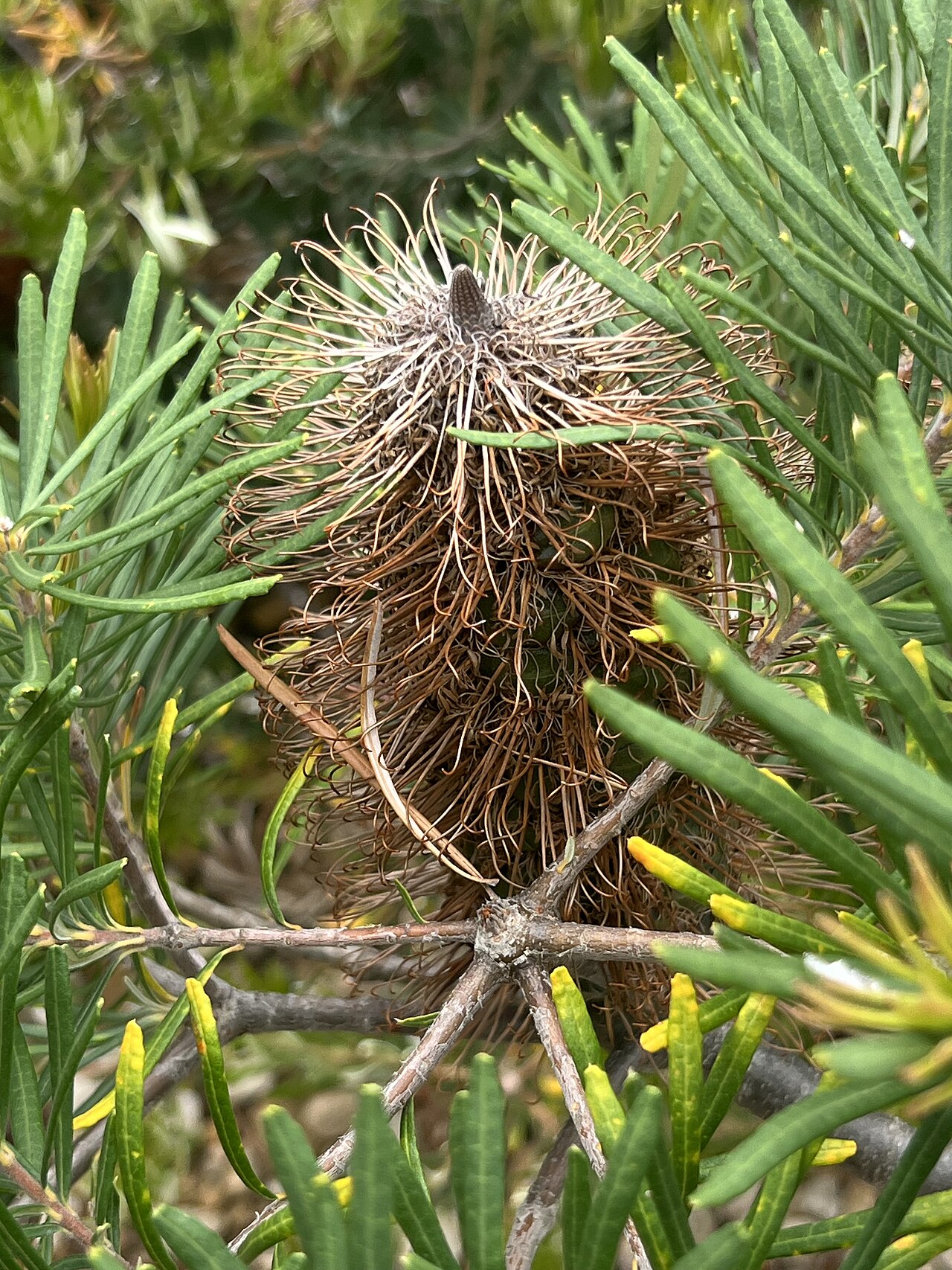 Banksia vincentia: Banksia vincentia cultivated plant growing in the Australian National Botanic Gardens