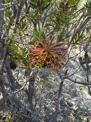 Banksia violacea (Banksia violacea)