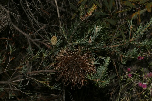 Banksia violacea (Banksia violacea)