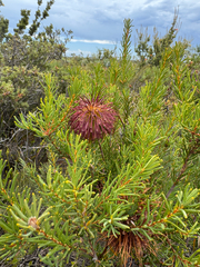 Banksia violacea (Banksia violacea)