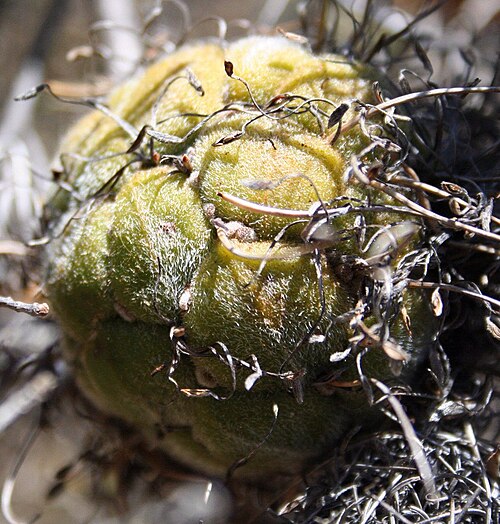 Banksia violacea: Banksia violacea young follicles - Wheatebelt