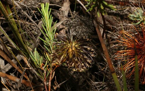 Banksia violacea (Banksia violacea)